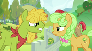Pear family stallion vs. Goldie Delicious S7E13