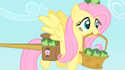 Fluttershy carrying frogs S1E15.png