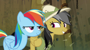 Daring Do sheepish grin S4E04