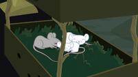 Mice going to sleep in small box S7E5