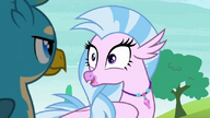 S08E01 Silverstream oniemiała z wrażenia ''naprawdę''