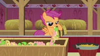 Fortunately Scootaloo doesn't need to suspend in air tied to a rope to feed pigs now.