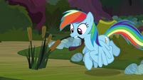 Rainbow with a cattail in her teeth S8E17