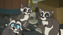 Raccoon family confused S6E9