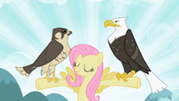 Fluttershy with falcon and eagle S2E07
