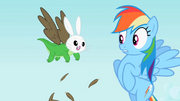 Rainbow Dash seeing Angel-Gummy-Owlowiscious S2E7