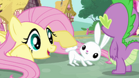 Fluttershy and Angel's fluffy tail S03E11