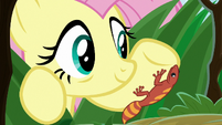 Fluttershy making a home for the gecko S9E18