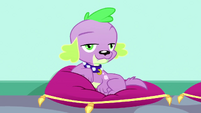 Spike looking sassy on a velvet pillow SS7