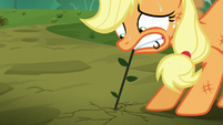 Applejack continues to pull weeds S5E16