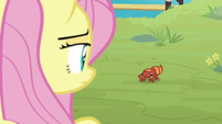 Pegasus Angel looking at Zecora's gecko S9E18