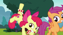 Apple Bloom enticing Ripley with chew toy S7E6