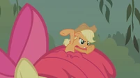 Applejack pops out from Apple Bloom's mane S1E09