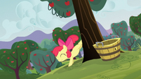 Apple Bloom bucks a tree S3E08