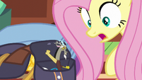 Tiny Discord appears in Fluttershy's saddlebag S6E17