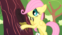 Fluttershy filly knocking on tree trunk S01E23