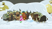 "Yaks listen to 'Four Minutes, Thirty-Three Seconds'."
