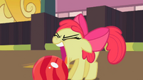 Apple Bloom about to grab the bowling ball with her mouth S2E05
