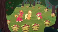 That's a lot of apples!