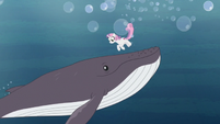 Sweetie Belle meets a whale in the ocean S9E22