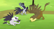 Griffons stretching S4E10