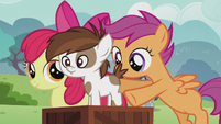 Scootaloo puts Pipsqueak on the box S5E18