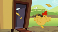 Chicken running out of coop in panic S5E17