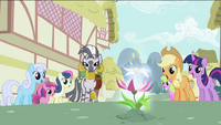 Zecora and ponies looking at the flower S2E06