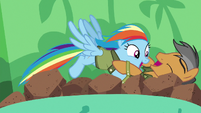 Rainbow Dash playfully tackles Quibble S6E13