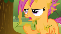 Scootaloo covered in tree sap 2 S1E23