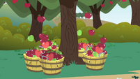 Apples falling into baskets S1E01