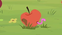 A bruised apple with a worm in it.