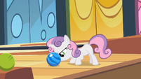 Sweetie Belle about to push bowling ball S2E06