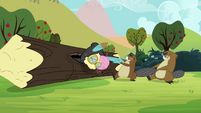 Beaver pulling Fluttershy out of the log S3E05