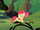 Apple Bloom walking S2E06.png