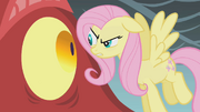 Fluttershy looks at the dragon in the eye S1E07