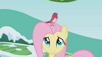 Bird signaling Rainbow Dash S1E11