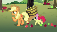 Apple Bloom tripping over fallen apples S7E9