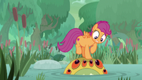 Scootaloo standing on a bufogren S9E22