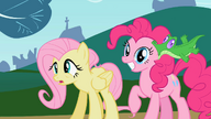 S02E07 Gummy przyssany do ucha Pinkie