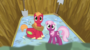 Cheerilee and Big Mac confused S02E17