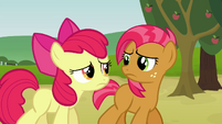 Apple Bloom and Babs looking unhappy S3E08