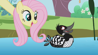 Fluttershy with a duck S1E03
