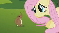 Embarrassed squirrel S1E10