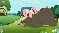 Fluttershy Massaging Bear S2E3