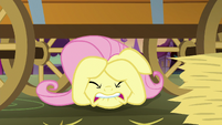 Fluttershy hiding under the hay cart S5E21