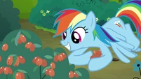 Rainbow Dash picking red berries S7E16.png (827 KB)