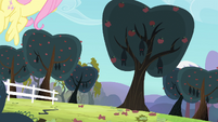 Fluttershy flying towards the vampire fruit bats S4E7