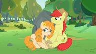 Pear Butter przekazuje Bright Macowi wieści o wyjeździe z Ponyville.