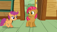 Scootaloo walking towards Babs Seed S3E04